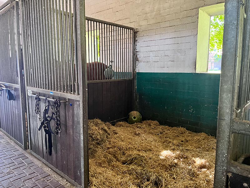Kuhstall Box kleines Fenster