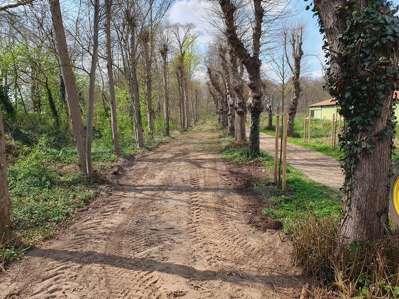 Blick auf denkmalgeschützte Lindenallee Gut Tangstedt